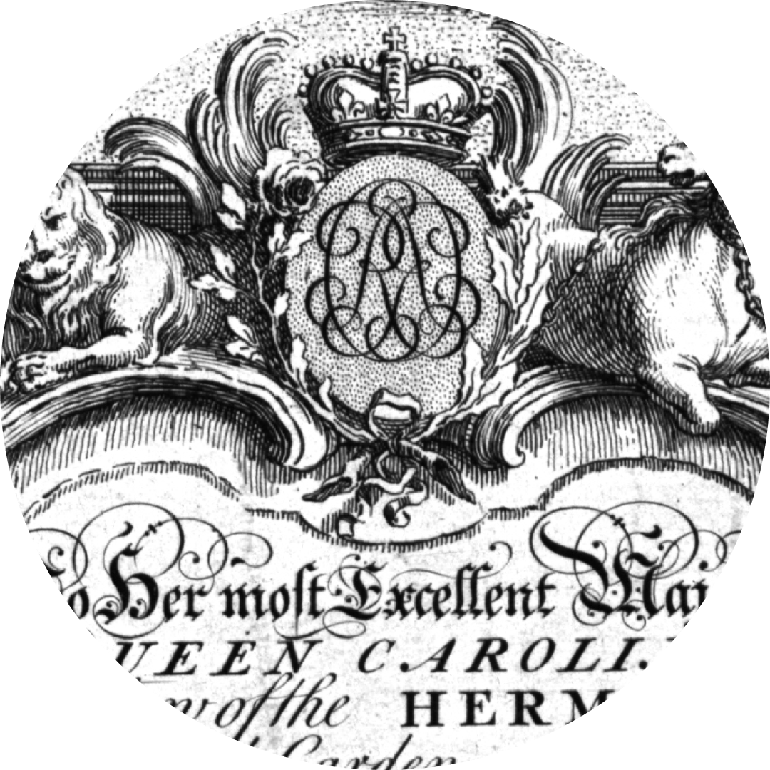 西洋古典拉花線條